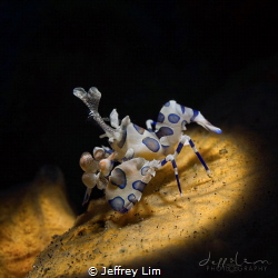 Harlequin Shrimp by Jeffrey Lim 